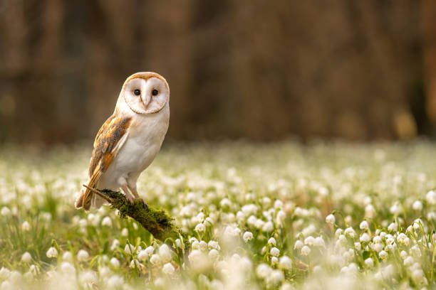 Beautiful:4bxzxyan9c0= Barn Owl