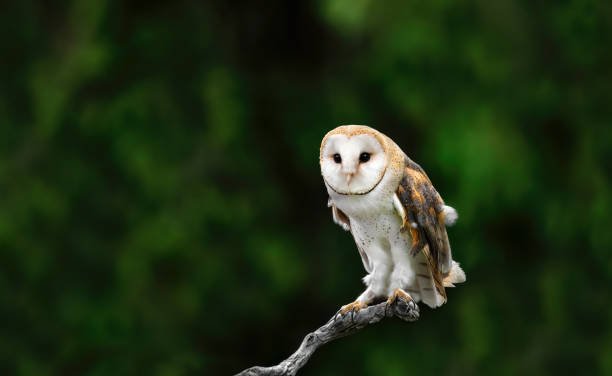Beautiful:4bxzxyan9c0= Barn Owl