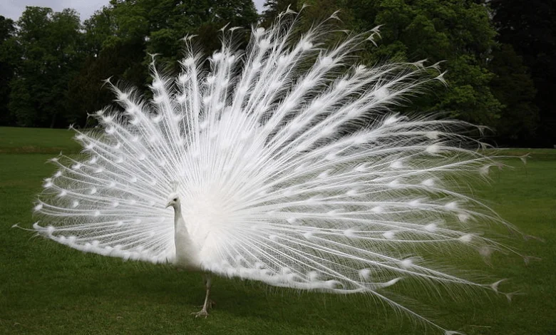 Beautiful:9kuekgvkatg= Peacock Images