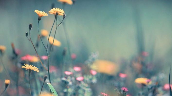 Pastel:8vdz-8t2zcc= Spring Aesthetic
