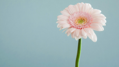 The pastel lilac color, with its delicate balance of tranquility and vibrancy, offers a unique lens through which to explore the intersections