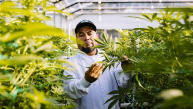 The Rise of Modern Cannabis Branding