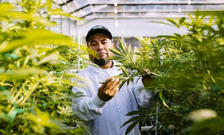 The Rise of Modern Cannabis Branding