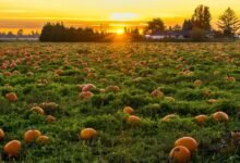 market analysis of competitors